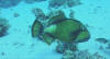 Titan Trigger Fish